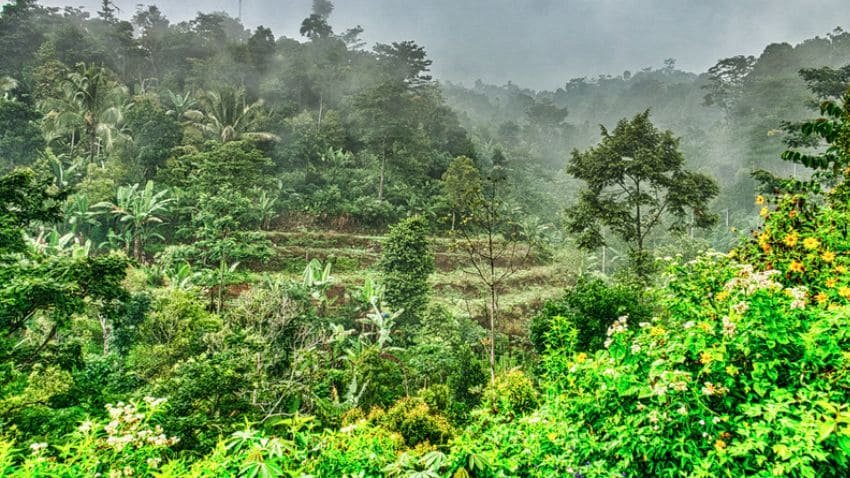 Di Malut, 329 Persetujuan Perhutanan Sosial (telah) Diterbitkan Dishut