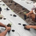 pemuda petani desa waci