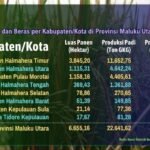 produksi beras padi 2025